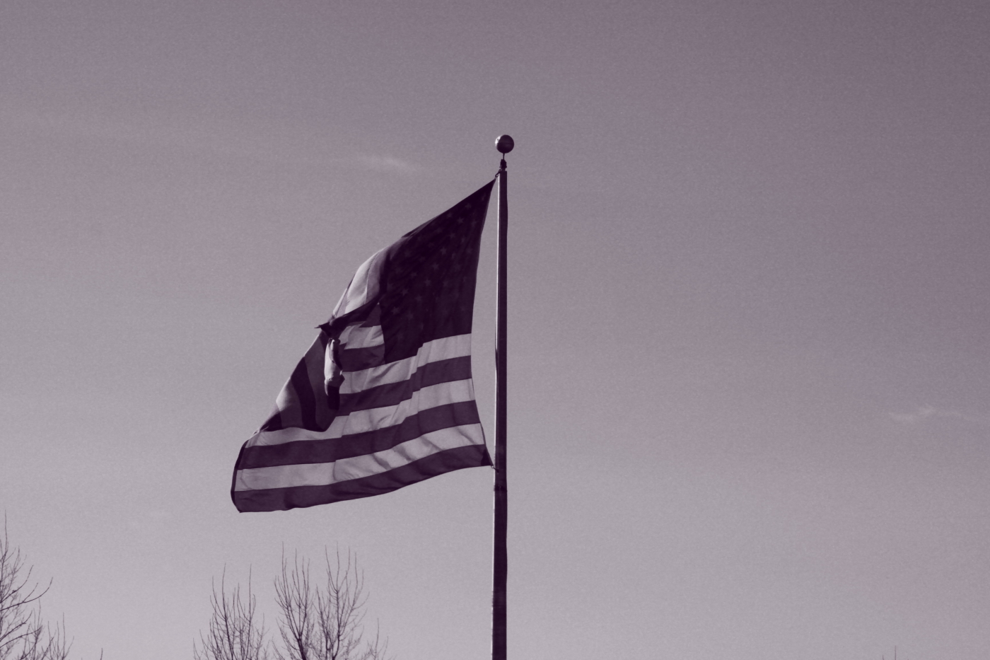 American Flags
